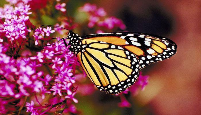 Female butterflies mimic warning signs better than males: Study