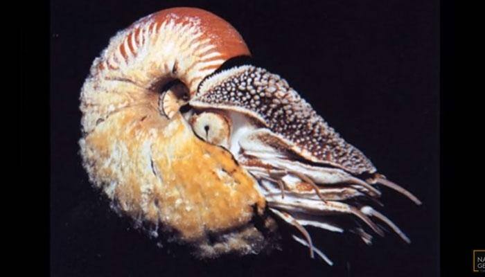 Check out: Top 10 weirdest creatures spotted on earth