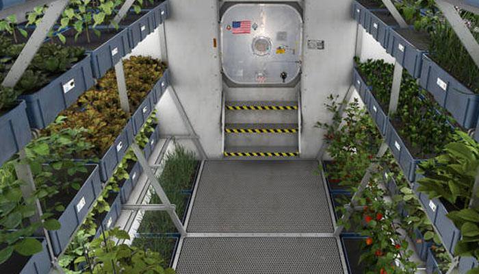 Ancient 'magic' plant to help grow food in space