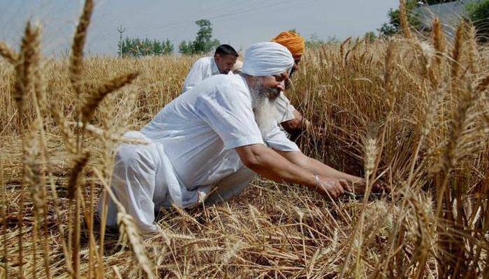 Govt hikes rabi pulses MSP by Rs 325/quintal; wheat by Rs 75/quintal