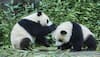 The 'gee-gee', 'wow-wow' of panda language decoded