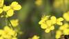 Regulators not disclosing all info on GM mustard safety?