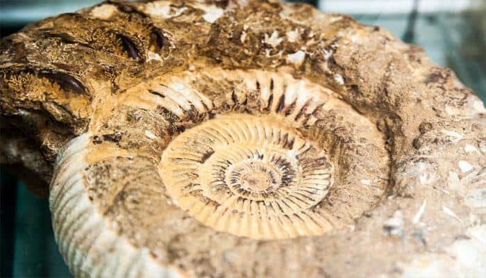 Tiny fossils push back complex skeleton timeline