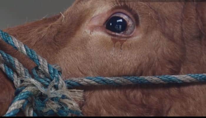 Watch: This cow sheds tears as she is headed to slaughter house