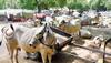 Those insisting on eating beef want 'freedom to insult Hindus': RSS mouthpiece