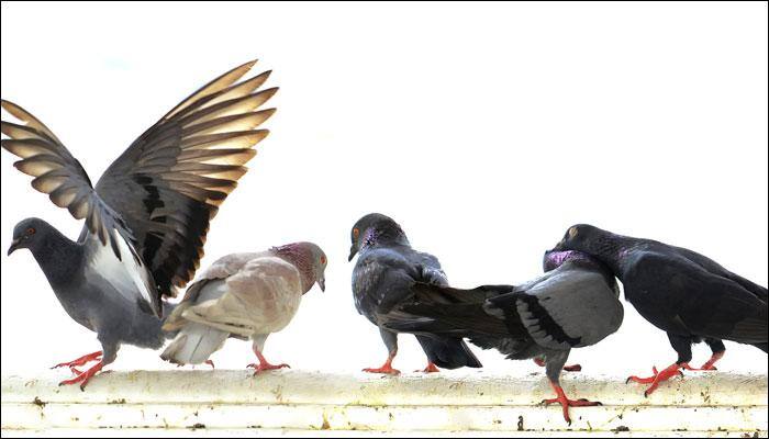 Birds sacrifice food for love