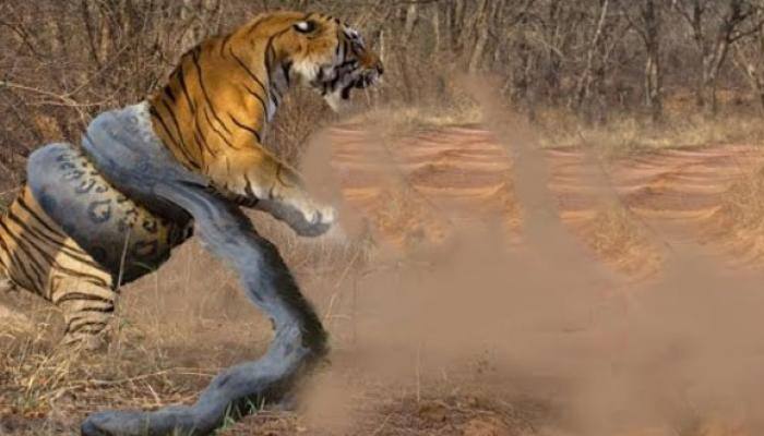 Tiger vs Great Anaconda: The epic battle goes viral on social media!