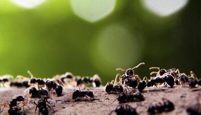 Ants form 'superorganism' when threatened by predator