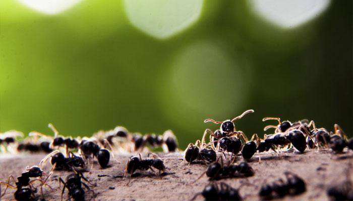 Ants form 'superorganism' when threatened by predator