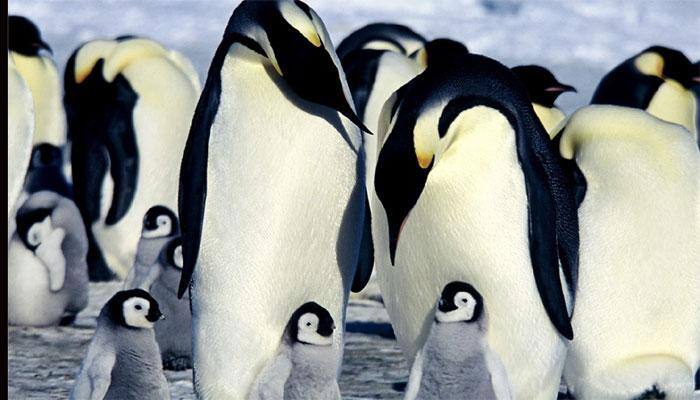 Watch: Adorable penguins attempt to escape from a Danish zoo!