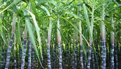Government likely to provide subsidy of Rs 4.75/quintal on cane prices