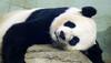 China to release fifth giant panda