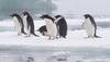 Penguin numbers on the rise as glaciers retreat: Report