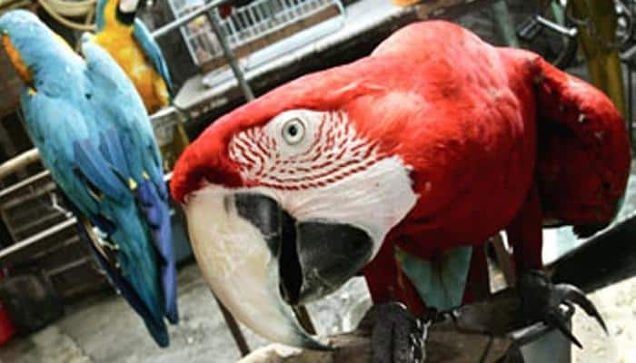 Now, Supreme Court to decide whether birds have the right to fly