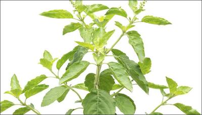 Know what significance Tulsi Vivah holds