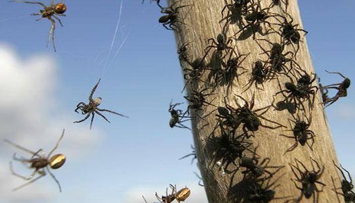 "It's like a horror movie" for residents as millions of spiders invade US town