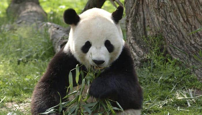 Famous Chinese panda to celebrate 35th birthday