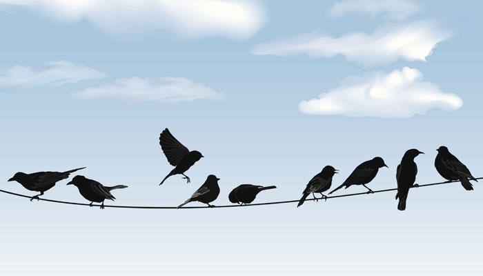 Human and bird's common sound production mechanism