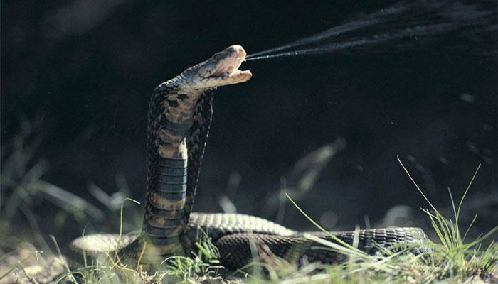Reptile fossil explains how snakes lost their legs