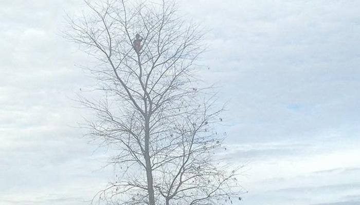 OMG! 6-year-old boy stuck in 50-foot tree – Watch