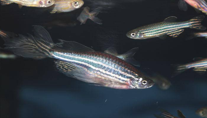 Stressed fish too run emotional fever
