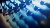 China 'clone factory' scientist eyes human replication