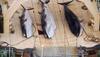 New Zealand leads protest against Japanese whaling plan