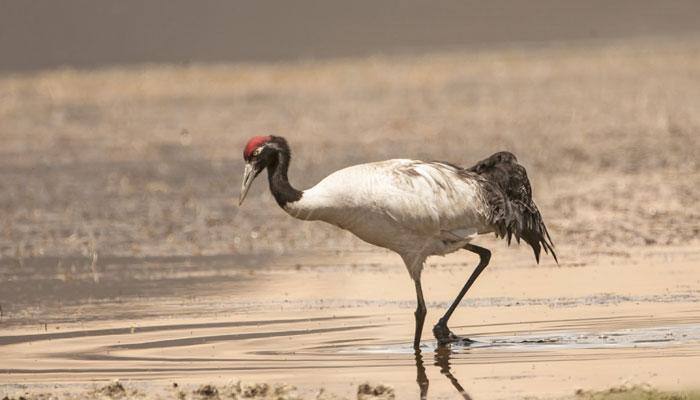 Tibet world's largest winter habitat for black-necked cranes