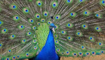 PIL in Rajasthan HC on 'rising' peacock poaching incidents