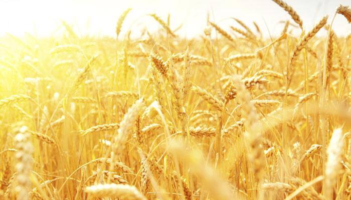 First genetic map of wheat created