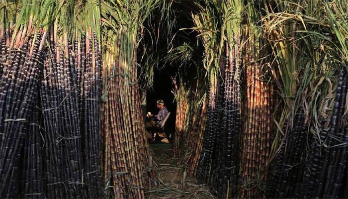 Cane arrears come down to Rs 6,681 crore till November 15