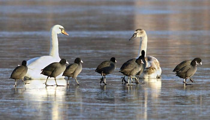 `Modern birds` result of Earth&#039;s geography