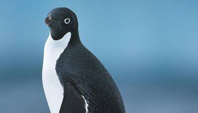 Little penguins team up to spot prey: Study