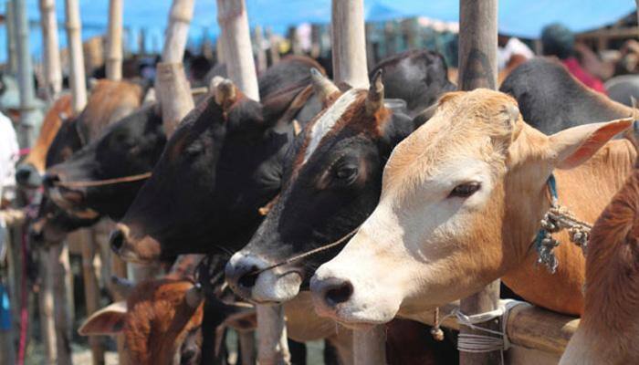 Delhi HC junks plea seeking ban on cow slaughter, says it&#039;s beyond &#039;judicial decision domain&#039;