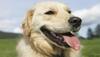 Dog slurping