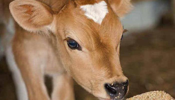 Cow pips all other contenders in 2015, emerges as Yahoo's personality of the year