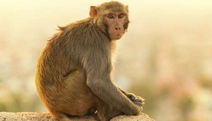 Monkey on a bus driver's seat – what happened afterwards