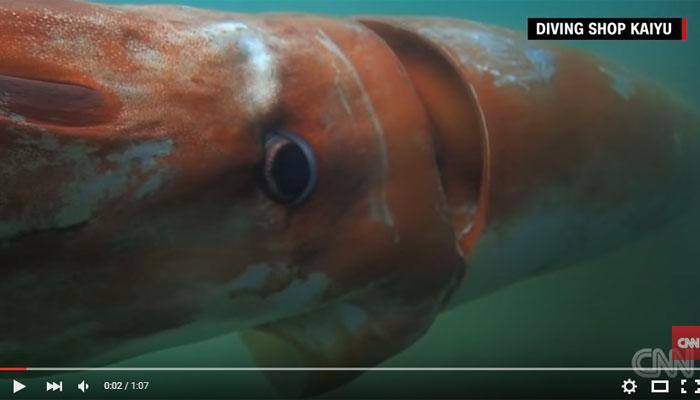 Watch video - Rare glimpse of giant squid caught off Japanese harbour