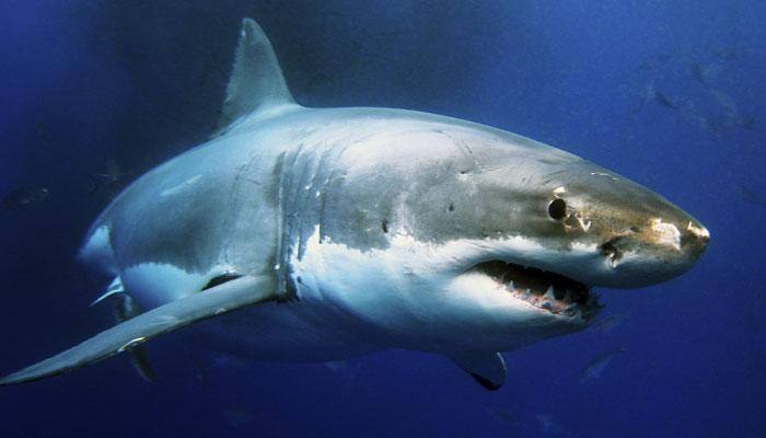 New shark species can light up the sea