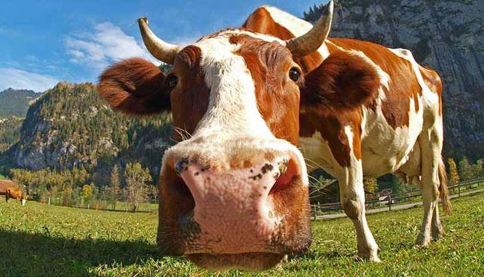 Unbelievable! Now buy cow dung online in India