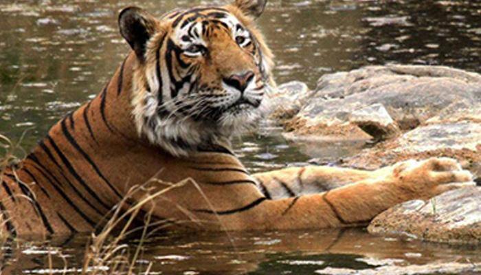 Tigers, leopards in Jim Corbett park at risk of canine diseases. Read the full report here