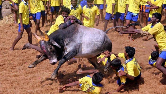 Don't lift ban on Jallikattu, Attorney General advises Centre