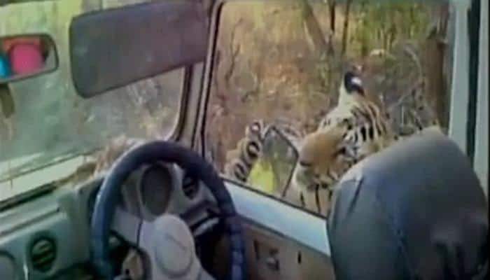 WATCH: Tourist captures video as tiger comes close to his car, bites side mirror