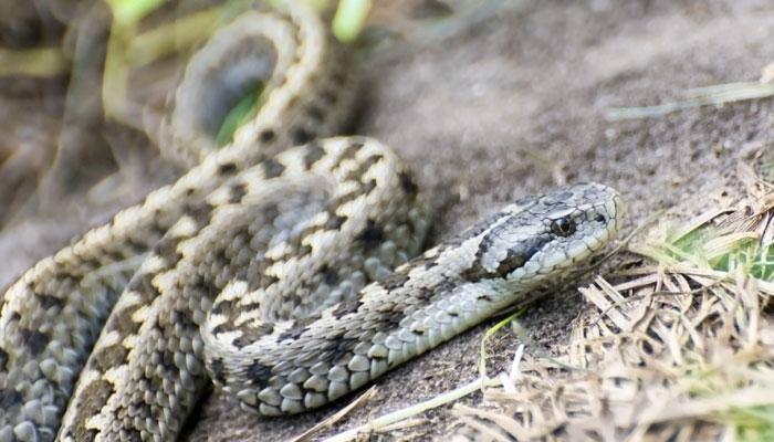 Researchers provide insights on 'virgin birth' in snakes
