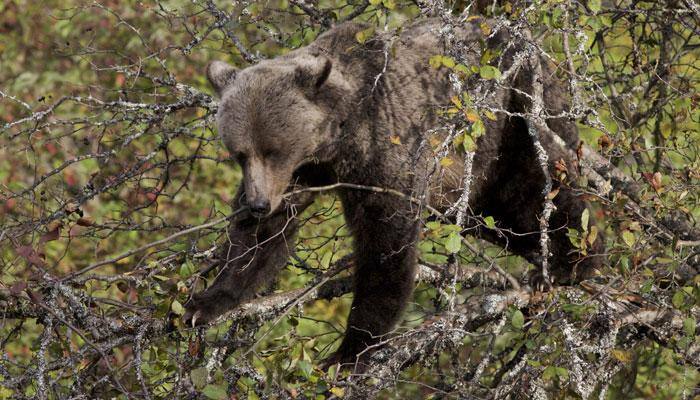 Bear population increases in Sathyamangalam Tiger Reserve