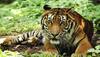 'Tiger corridor' only after report on feline presence: Minister