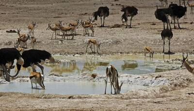 Ecotourism doesn't hurt wildlife: Study