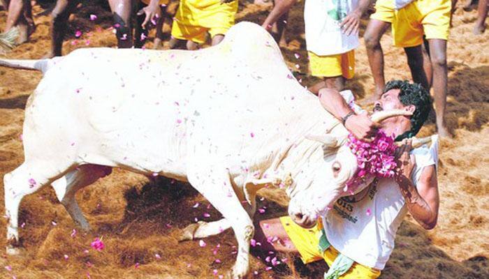 Jallikattu ban challenged, SC to hear petitions on Jan 12