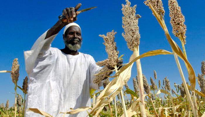 Global food prices down by 19% in 2015, says FAO