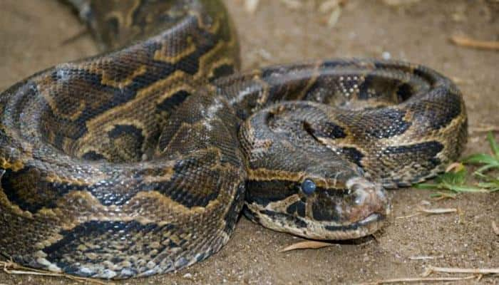 Watch video: What happens when a 10-foot-long Python swallows two goats